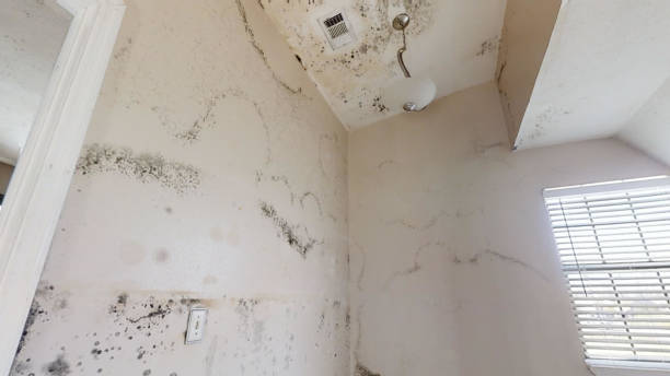 Best Mold Removal for HVAC Installations  in New Smyrna Beach, FL