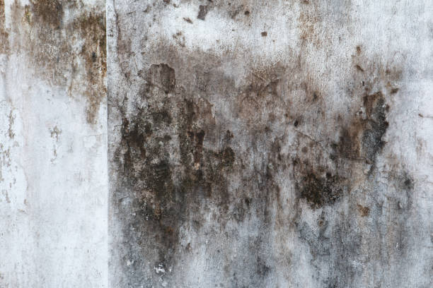 Environmental Consulting for Mold Prevention in New Smyrna Beach, FL