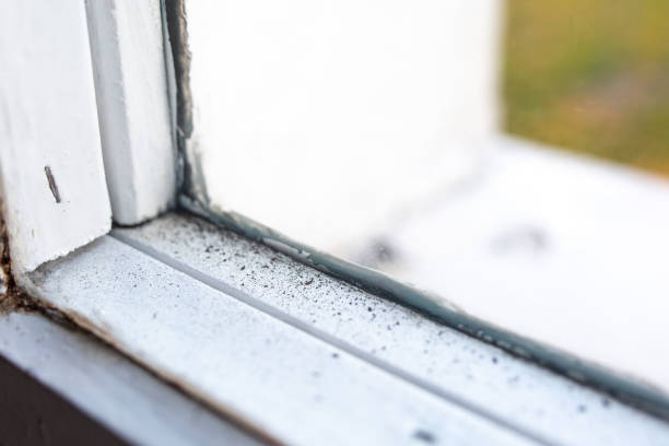 Best Mold-Related Health Consultation  in New Smyrna Beach, FL