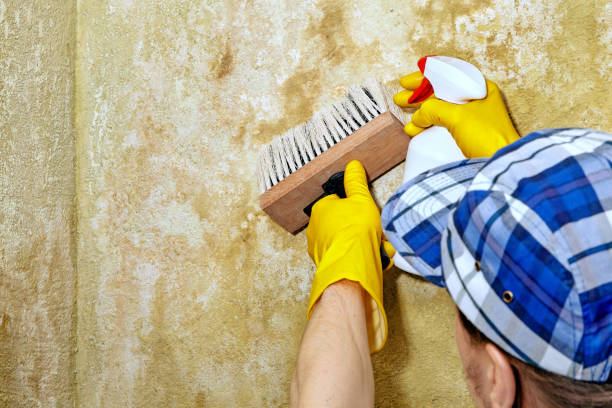 Best Industrial Mold Remediation  in New Smyrna Beach, FL