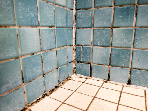 Best Commercial Mold Inspection  in New Smyrna Beach, FL