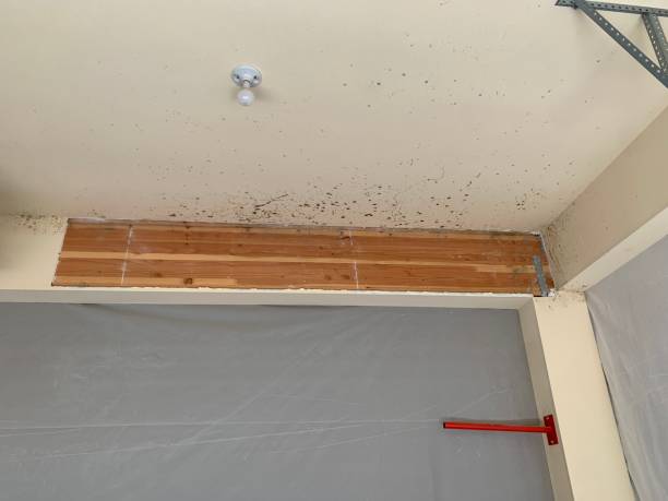 Reliable New Smyrna Beach, FL Mold Removal Solutions