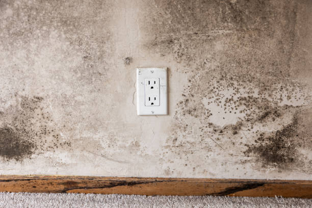 Best Biohazard Mold Removal  in New Smyrna Beach, FL