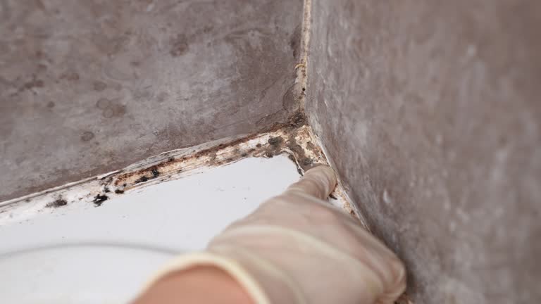 Best Asbestos and Lead Testing During Mold Inspection  in New Smyrna Beach, FL