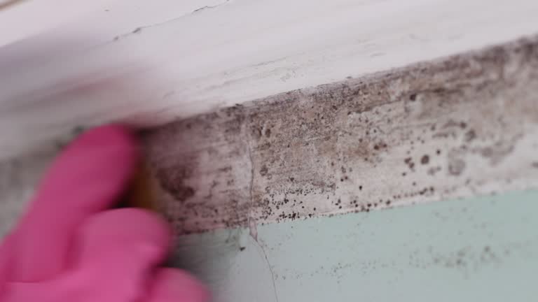 Best Mold Damage Restoration  in New Smyrna Beach, FL